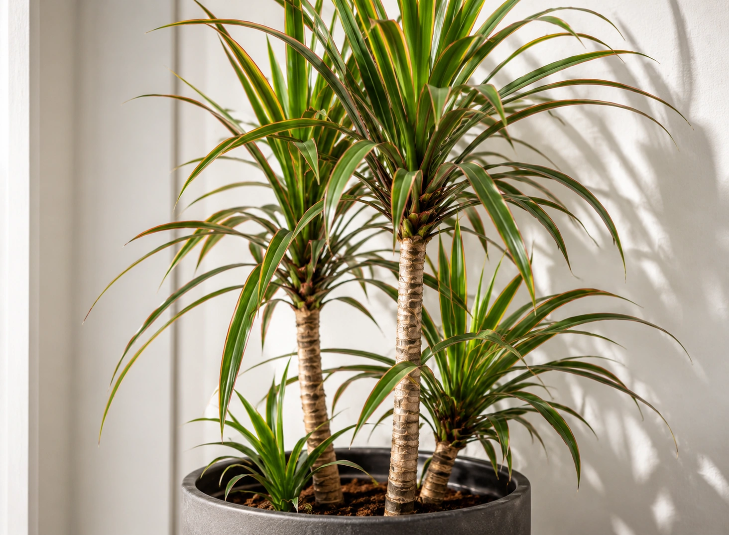 Dracaena - tall air purifying plant for corners