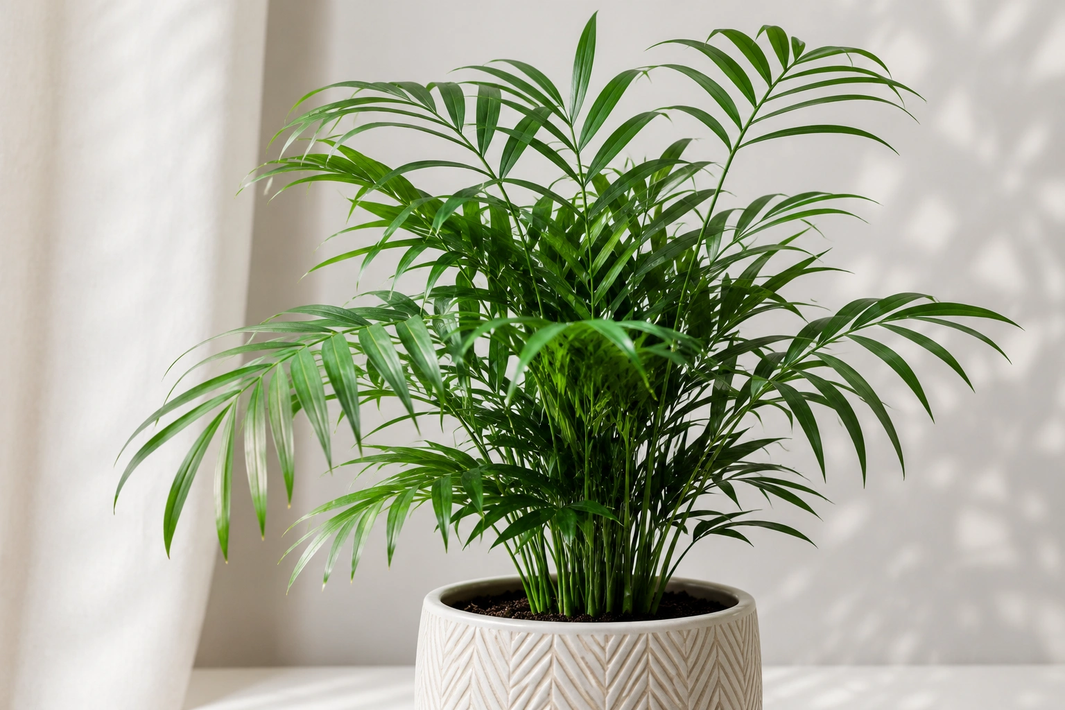 Parlor palm – a classic low light indoor plant