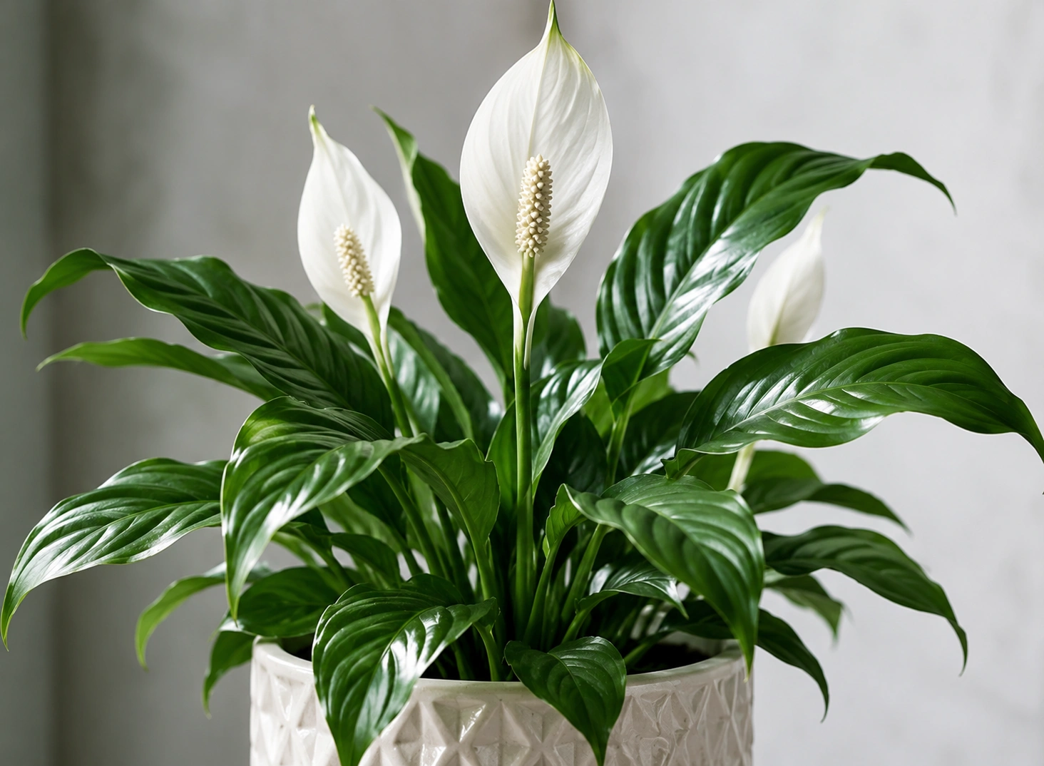 Peace lily - elegant air purifying plant for living rooms