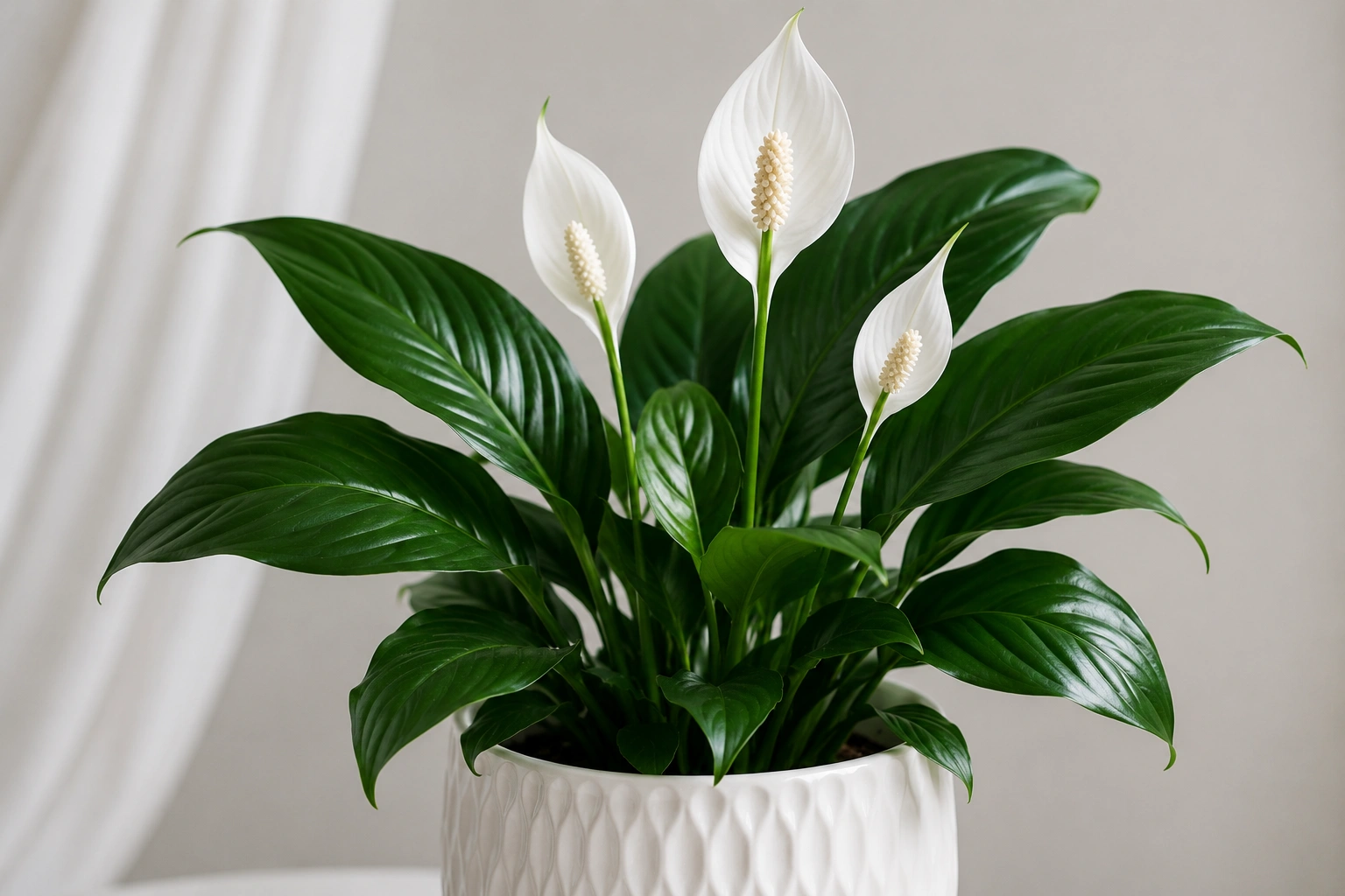 Peace lily – a flowering low light plant