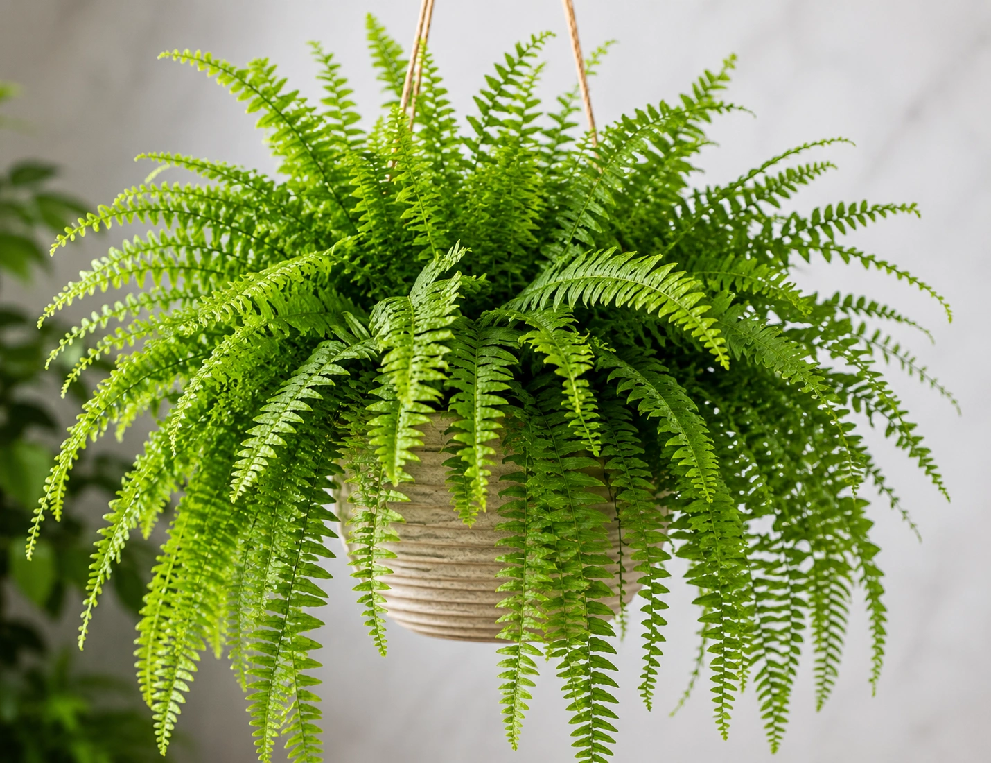 Boston fern indoors
