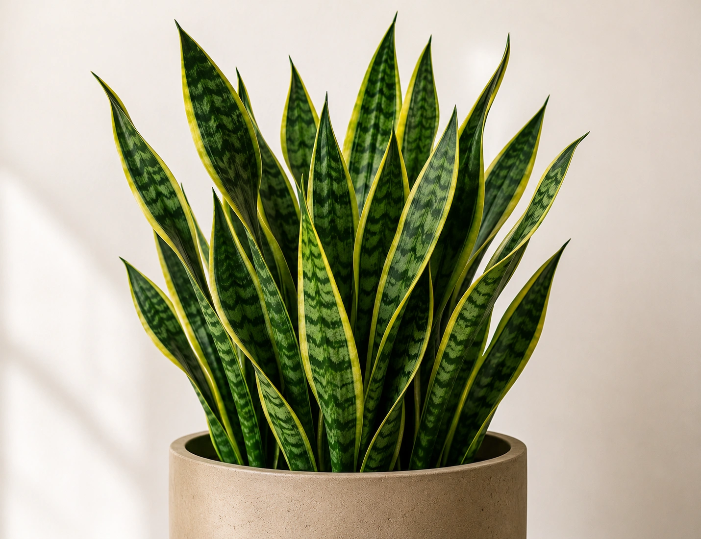 Snake plant for low light