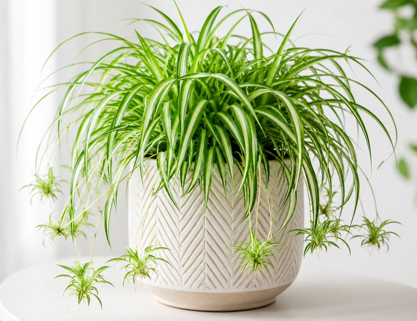Spider plant hanging