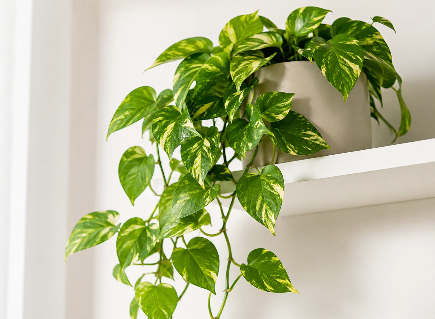 Pothos - versatile air purifying plant for hanging baskets