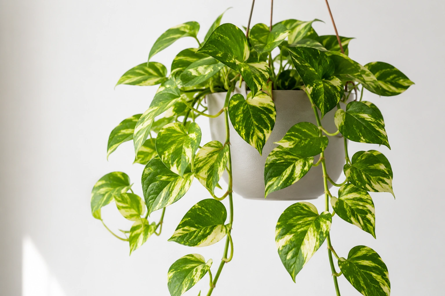 Pothos – a beautiful trailing low light plant