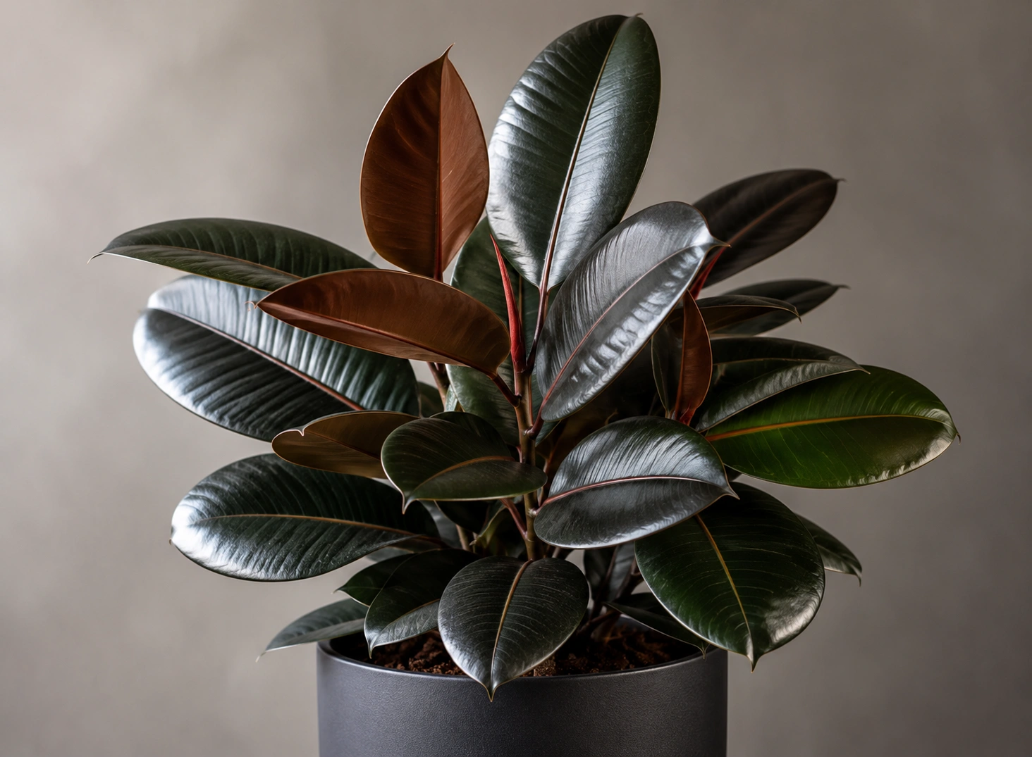 Rubber plant - large air purifying plant for modern interiors