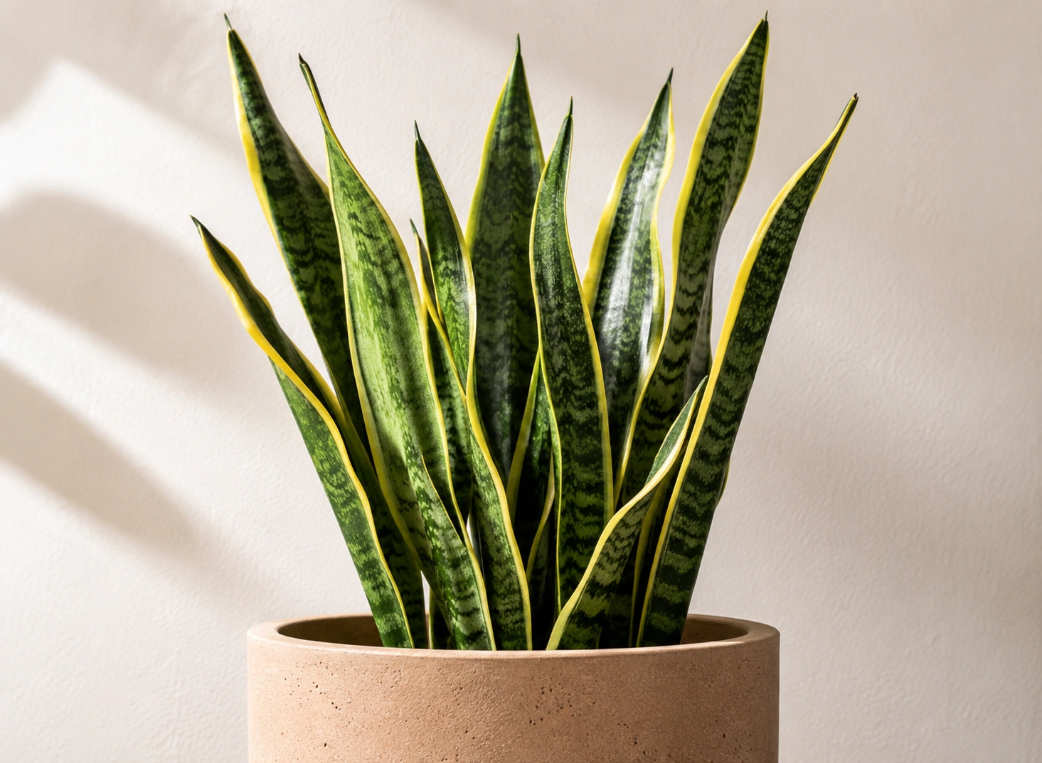 Snake plant - top air purifying plant for bedrooms