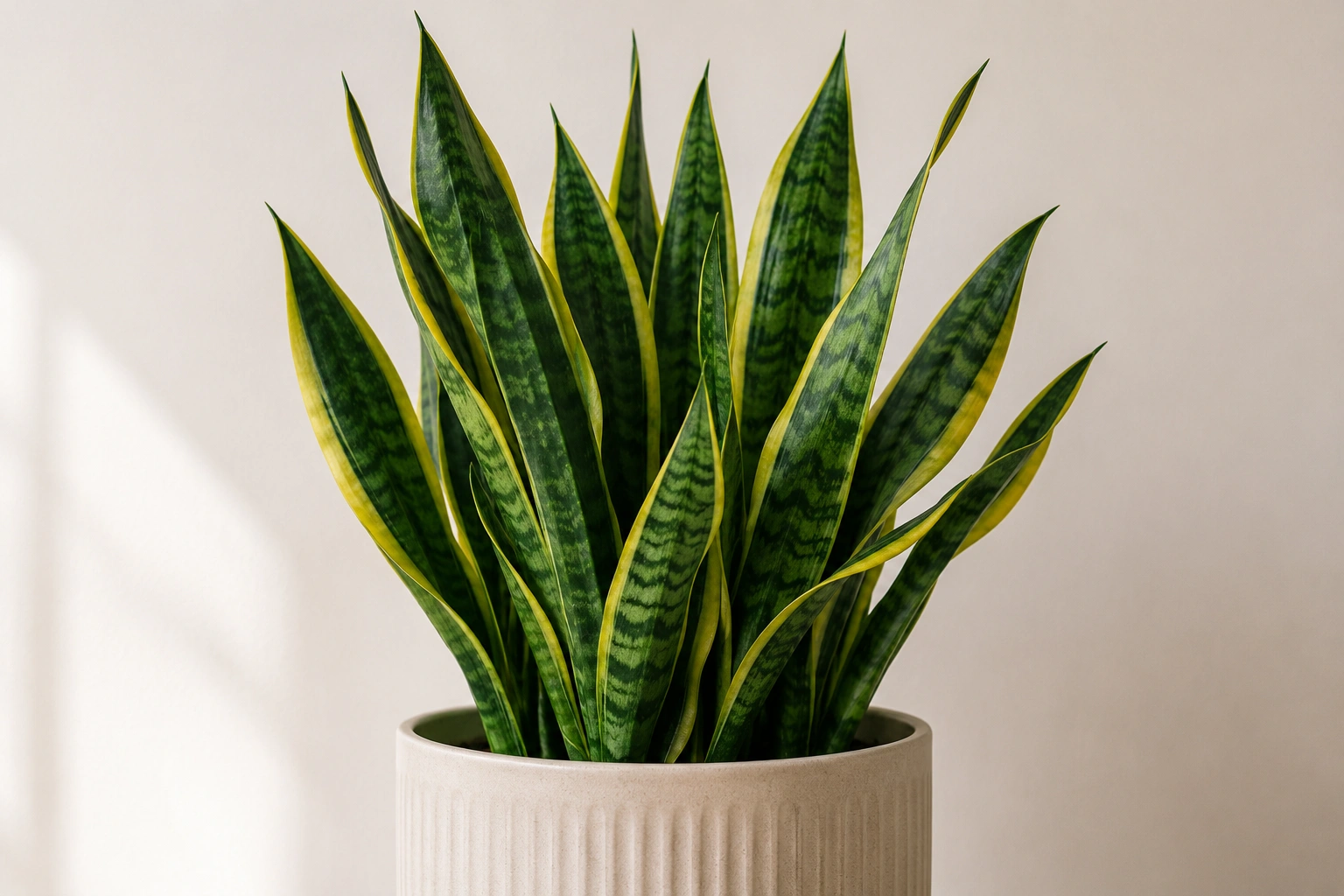Snake plant – an easy low light indoor plant