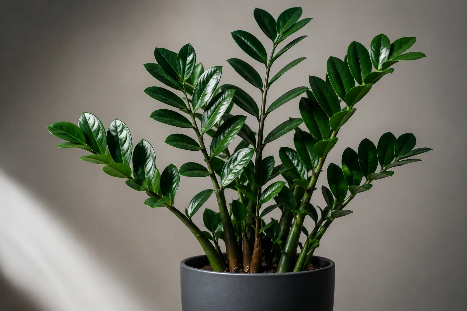 ZZ plant – a stylish low light houseplant
